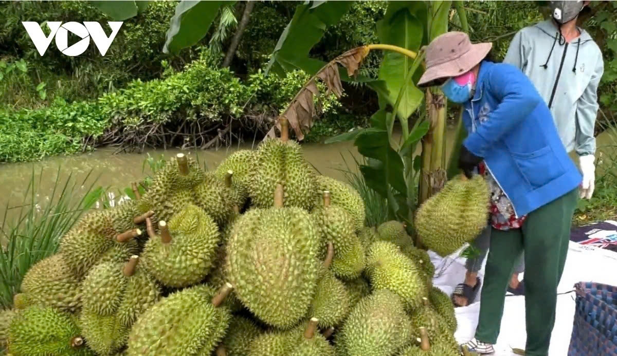 Harvesting durians in the central region of Vietnam