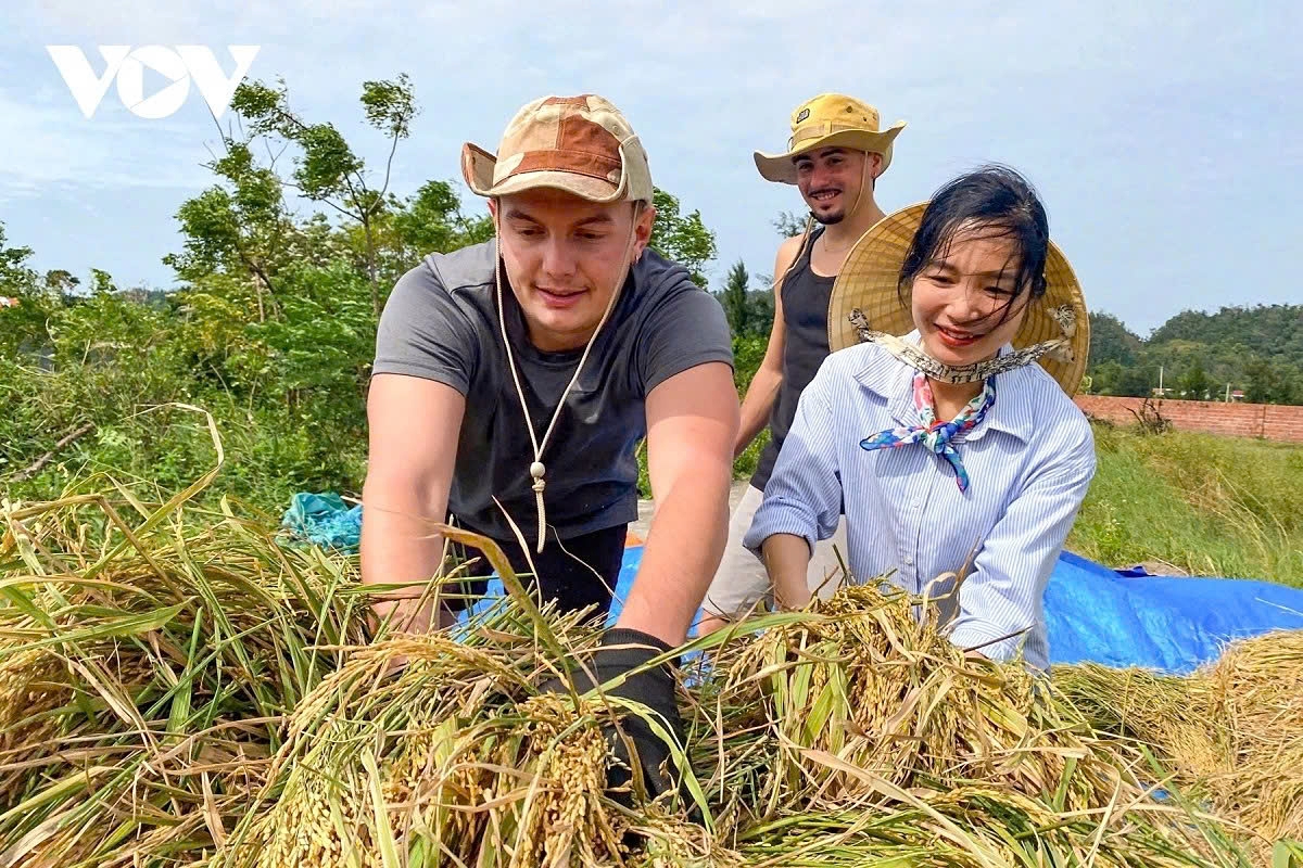 Working like a farmer: Foreign tourists delight in harvesting rice with local farmers on Co To Island of Quang Ninh province