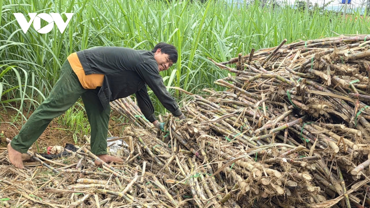 Thach Binh commune is widely known as a hub of traditional sugarcane molasses production. As the Lunar New Year 2026 approaches, the commune has entered its busiest season, with the sweet aroma of boiling molasses and light smoke rising from furnaces across the area despite the dry winter cold.