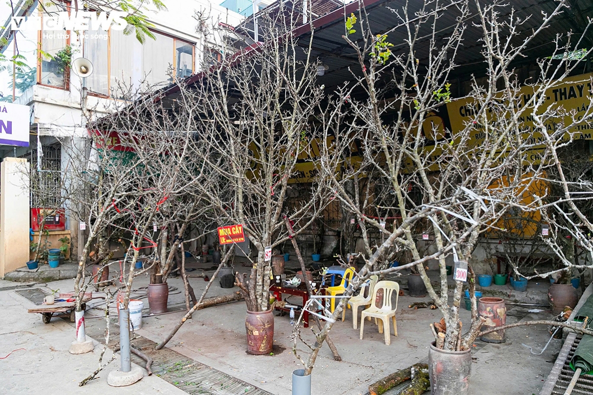 Large wild pear branches even cost around VND2 - 3 million (US$80–120) each.