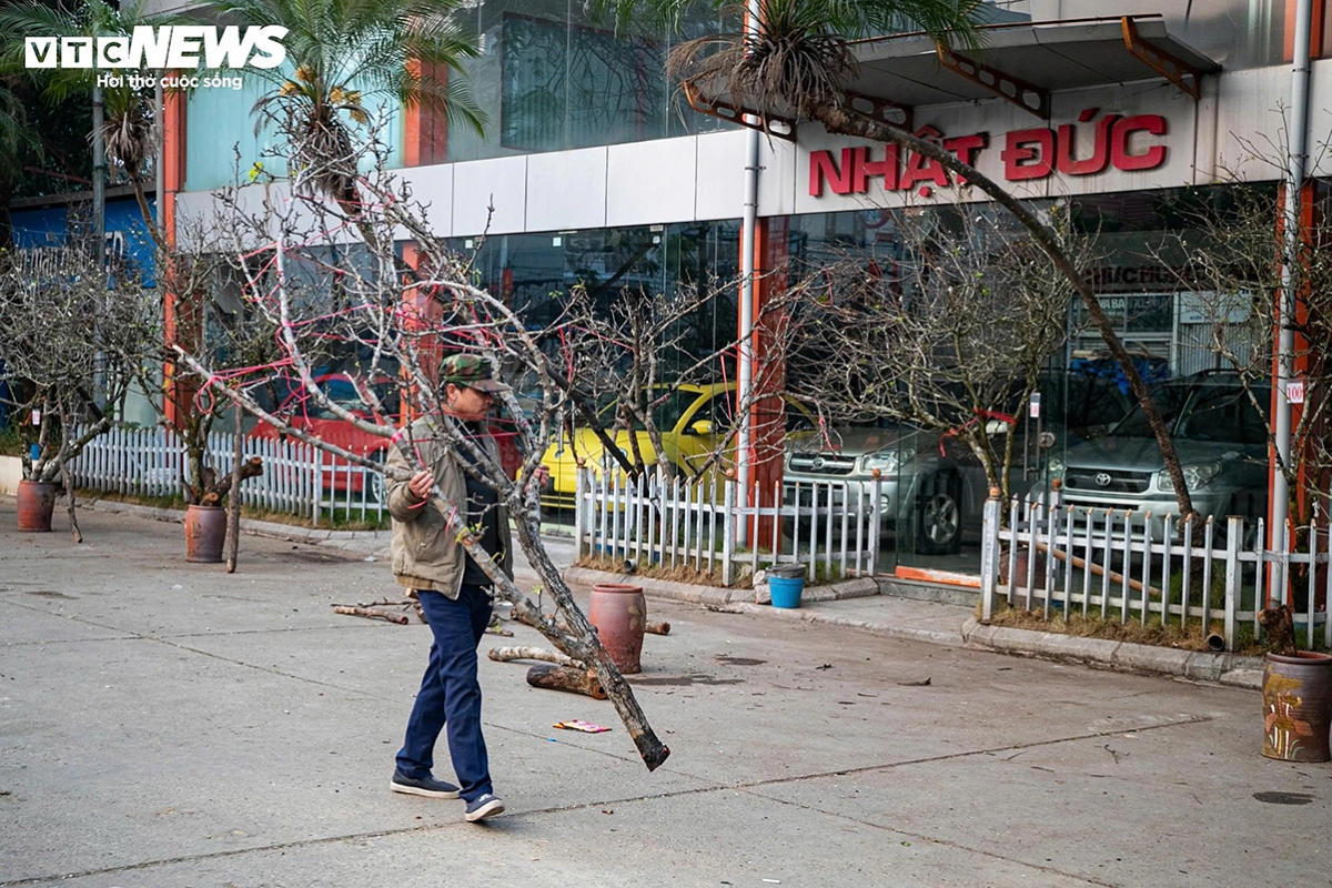 “Many trees have bloomed early this year, so we brought our products to the market earlier,” says Hoai Nam, a trader. “As it is a leap lunar year, demand in Hanoi has also come earlier. Since the start of the season, I have sold more than a truckload of wild pear branches.”