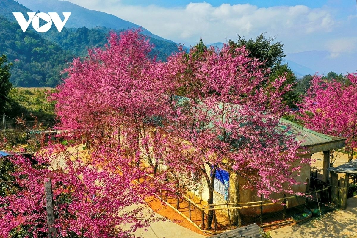 Cherry blossom trees are most densely planted at Muong Tip 1 Primary School’s Pha Noi campus and along the main entrance to Pha Noi village. Blooming from January to February, the blossoms turn a vivid shade of pink, creating a romantic landscape.