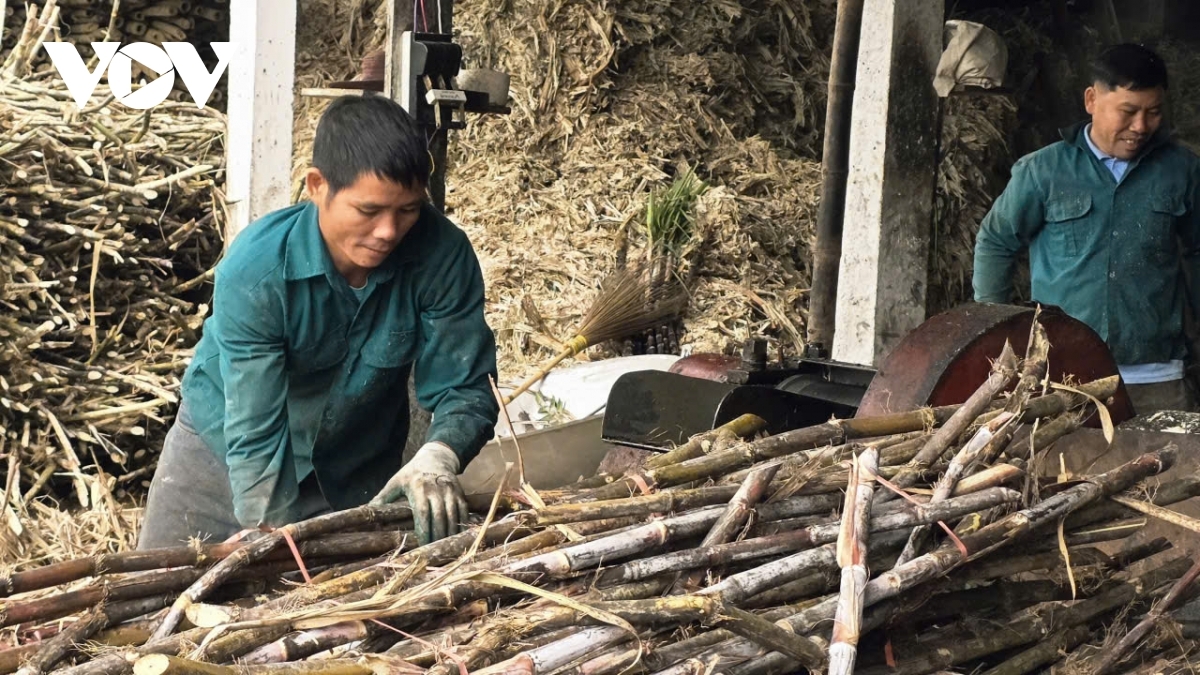 The craft has endured for generations, adapting through periods of economic and social change. While producers once relied on oxen or buffaloes to power wooden presses, mechanisation has since significantly increased productivity, helping sustain the traditional trade.