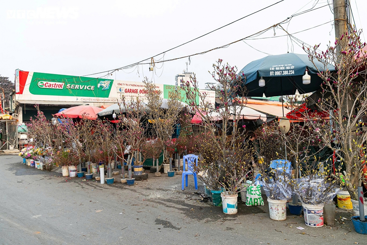 Kumquat trees, peach branches, wild pears, plums and magnolia flowers are displayed along roads surrounding Hanoi’s Quang An Flower Market.