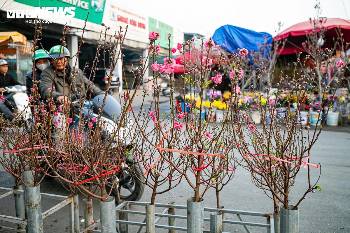 “I’ve sold a dozen of peach branches since this morning,” says Hoa, a peach vendor. “Demand for early peach blossoms appears to be relatively strong this year.”