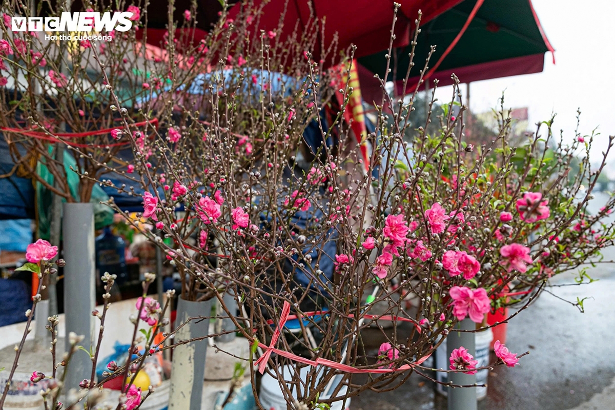 According to observations, prices range from VND80,000 to 100,000 (US$3-4) for small peach branches, while ornamental and shaped peach branches sell for about VND200,000 to 300,000 (US$8-12) each.