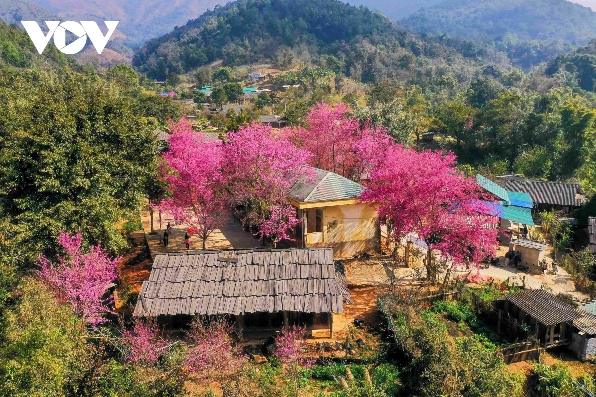 Pha Noi village is gradually emerging as an attractive tourism destination, drawing a growing number of visitors from within and beyond the province. With its cherry blossom scenery and distinctive cultural features, the area is expected to become a new and unique destination, offering visitors memorable experiences.