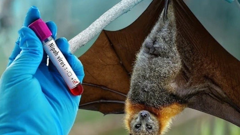 Bats are identified as the source of Nipah virus transmission to humans