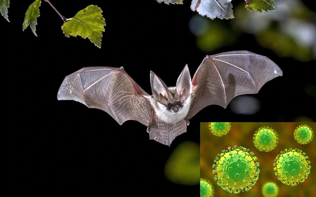 NIpah is a zoonotic disease, with fruit bats as the natural reservoir, but health experts have played down public concern about the possibility of a Nipah outbreak in Vietnam. (Illustrative image)