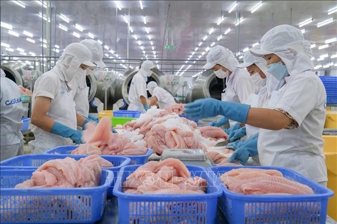 Processing pangasius for export at Caseamex Joint Stock Company, Tra Noc Industrial Park, Can Tho city. (Photo: VNA)