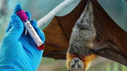 Nipah virus can be transmitted from animals to humans, through contaminated food or objects, and via close contact with infected people. (Illustrative image)