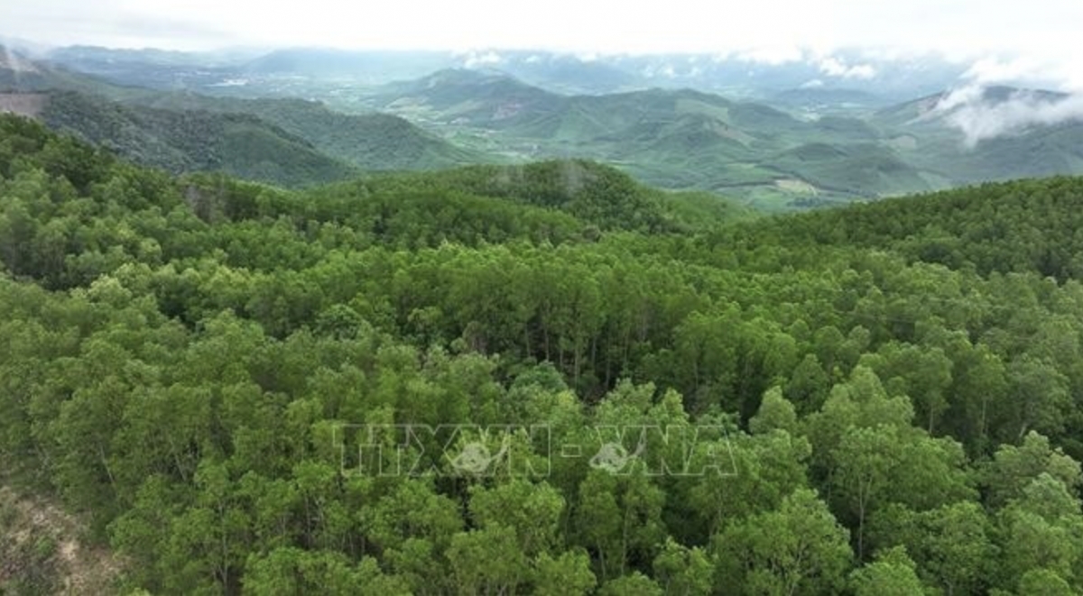 An area of large-timber plantation forest in Van Canh commune under the management of the Van Canh Forest Protection Unit.