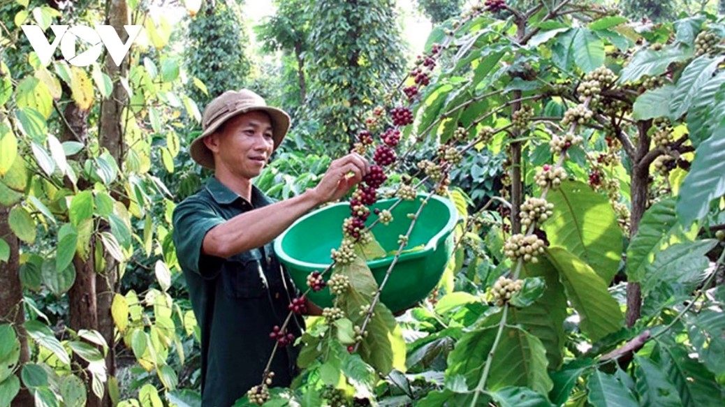 Vietnam ships abroad more than 89,000 tonnes of coffee in the first half of January, earning US$433.3 million in value