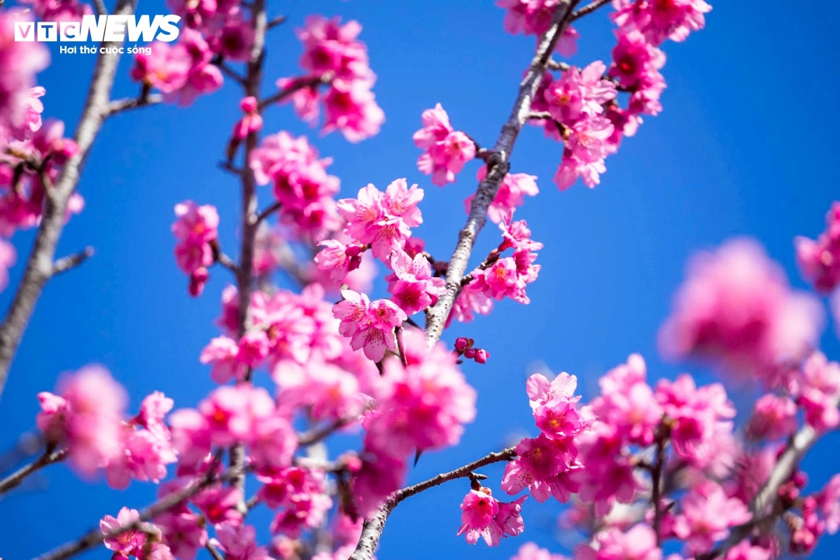 Pa Khoang Flower Island is considered the first place in Vietnam to successfully cultivate and sustainably develop Japanese cherry blossoms.