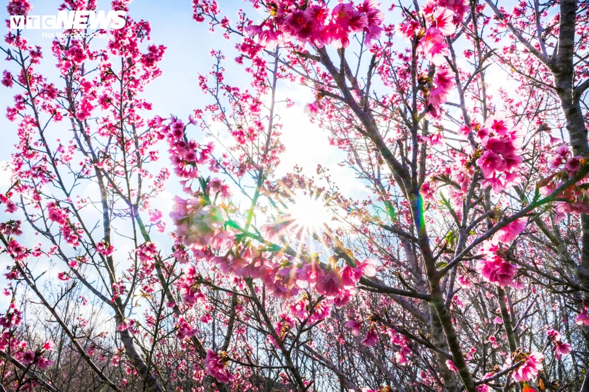 The cherry tree island area spans more than 7 hectares and currently grows about 20 different varieties of flowers. The main variety is the Japanese cherry blossom Edohigan Zakura, with an estimated 120,000 trees.
