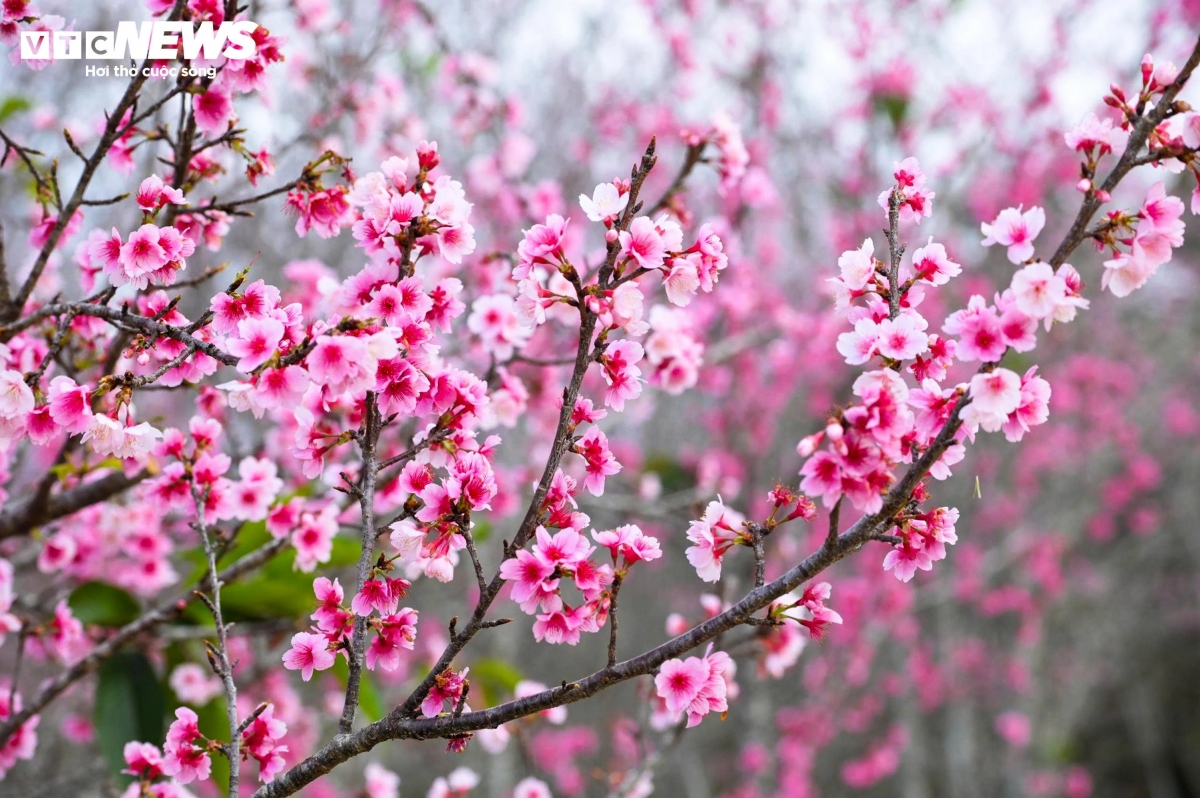 Cherry trees have grown steadily, adapted well to the climate conditions in Dien Bien, and bloomed simultaneously at the beginning of the year.