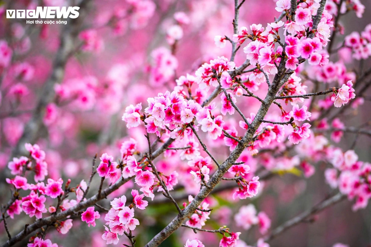 Thousands of cherry trees blooming create a striking pink carpet in Dien Bien.