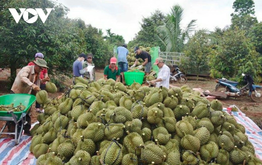 China increases durian imports from Vietnam