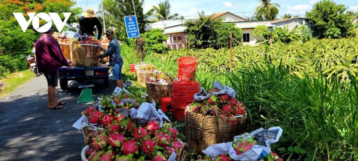 Harvesting dragon fruit for export in southern Vietnam