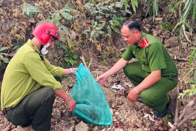 Both rare animals are released and reintegrated into their natural environment (Photo: baolamdong.vn)