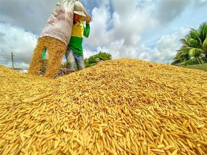 A new harvest (Photo: VNA)