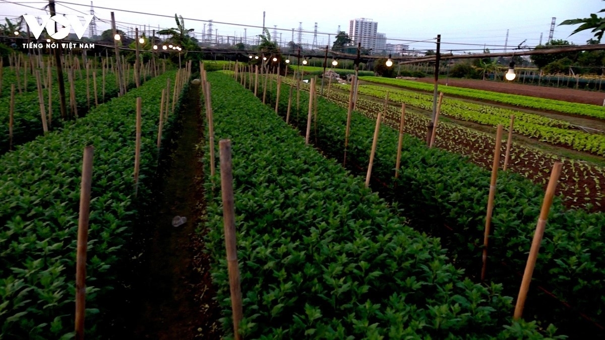 In Tay Tuu flower village, storms and flooding in 2025 have damaged large swathes of flowers intended for the Tet market, forcing many growers to shift production plans and replant for a new crop in the second lunar month of the year.