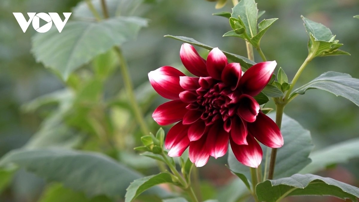 In recent years, growers have also introduced new, higher-value flower varieties, including dahlias, to cater to consumer taste during the Tet holiday.