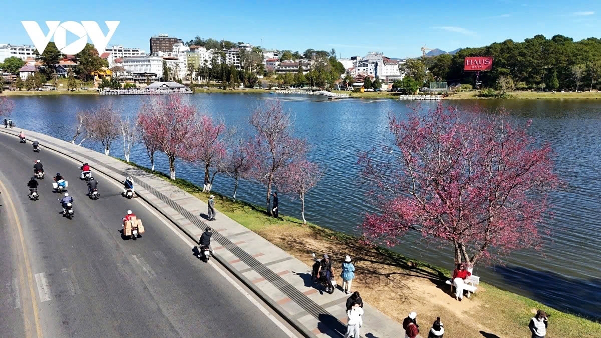 Cherry blossoms in full bloom along Xuan Huong Lake add a scenic highlight to Da Lat, a famous tourist resort in the Central Highland, where locals and tourists stroll and enjoy the early spring atmosphere.