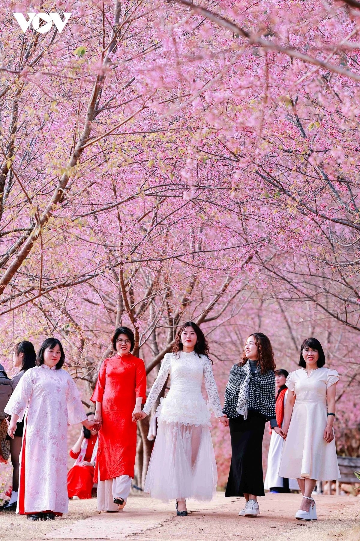 In early spring, cherry blossoms burst into bloom, painting the roads of the Moc Chau National Tourist Area in shades of pink.