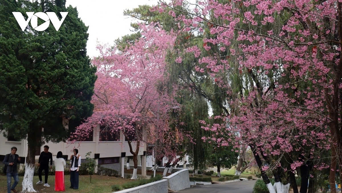 Blooming cherry blossoms create a peaceful atmosphere in Da Lat, an attractive tourist resort that is drawn to the romanticism of classic European aesthetics.