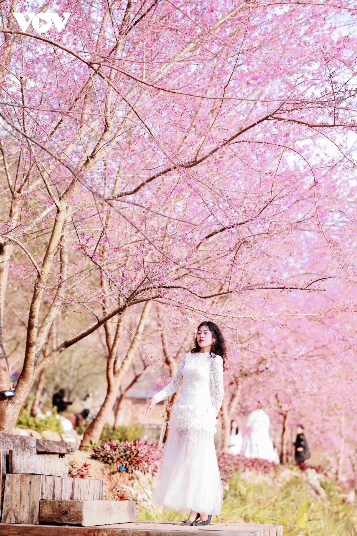 Cherry blossoms glow in full bloom, drawing visitors to Moc Chau, a favourite spring destination in the northwest highlands.