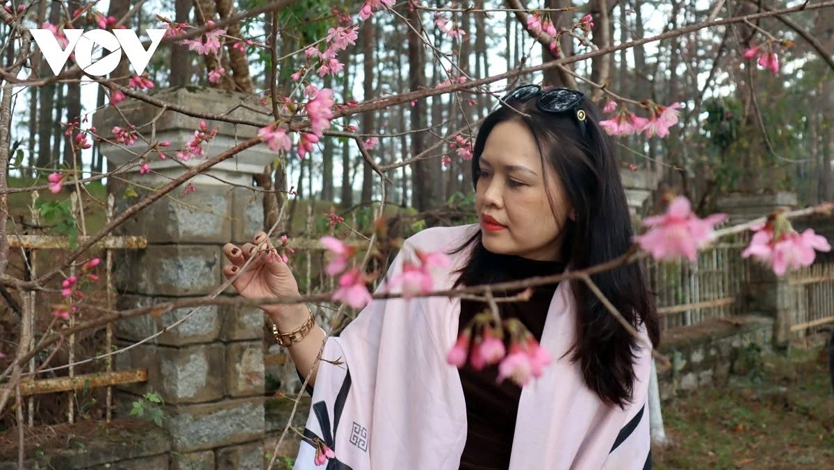 A visitor gently lifts a cherry blossom branch, admiring its delicate beauty amid Da Lat’s pine forest landscape.