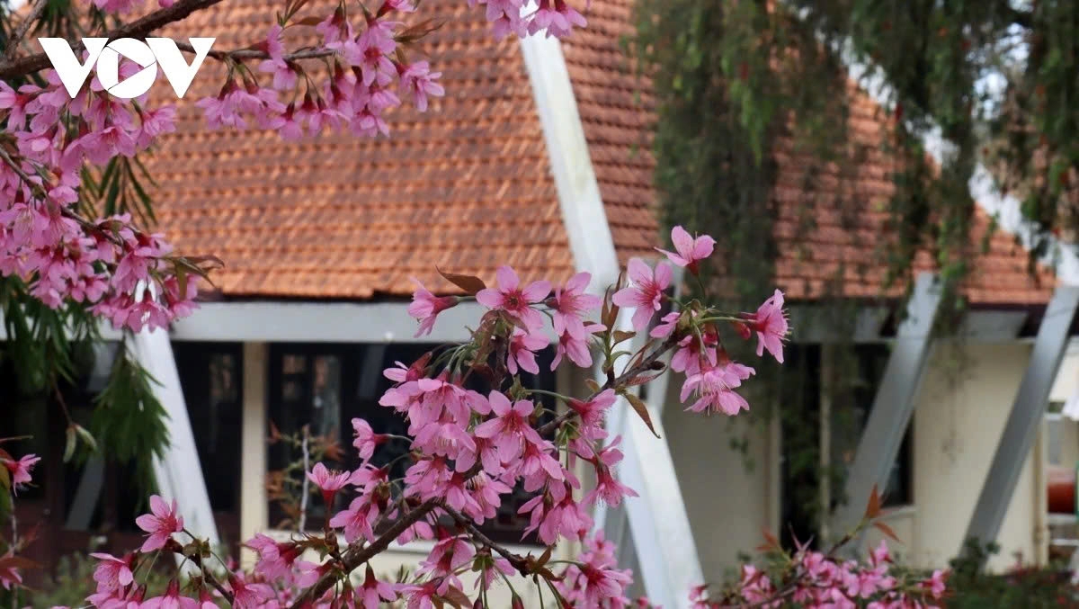 Close-up of pink cherry blossoms, signaling the arrival of spring in Da Lat.