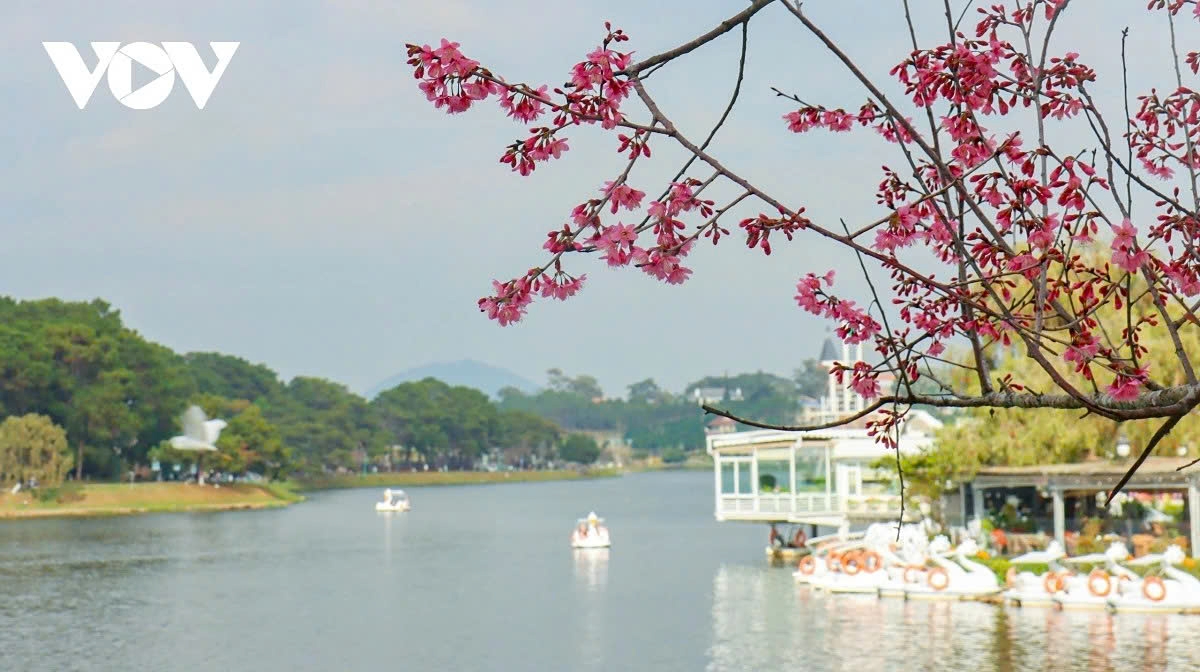 Cherry blossom branches show off their pink hues along Xuan Huong Lake, standing out against the calm waters and Da Lat’s lush green surroundings.