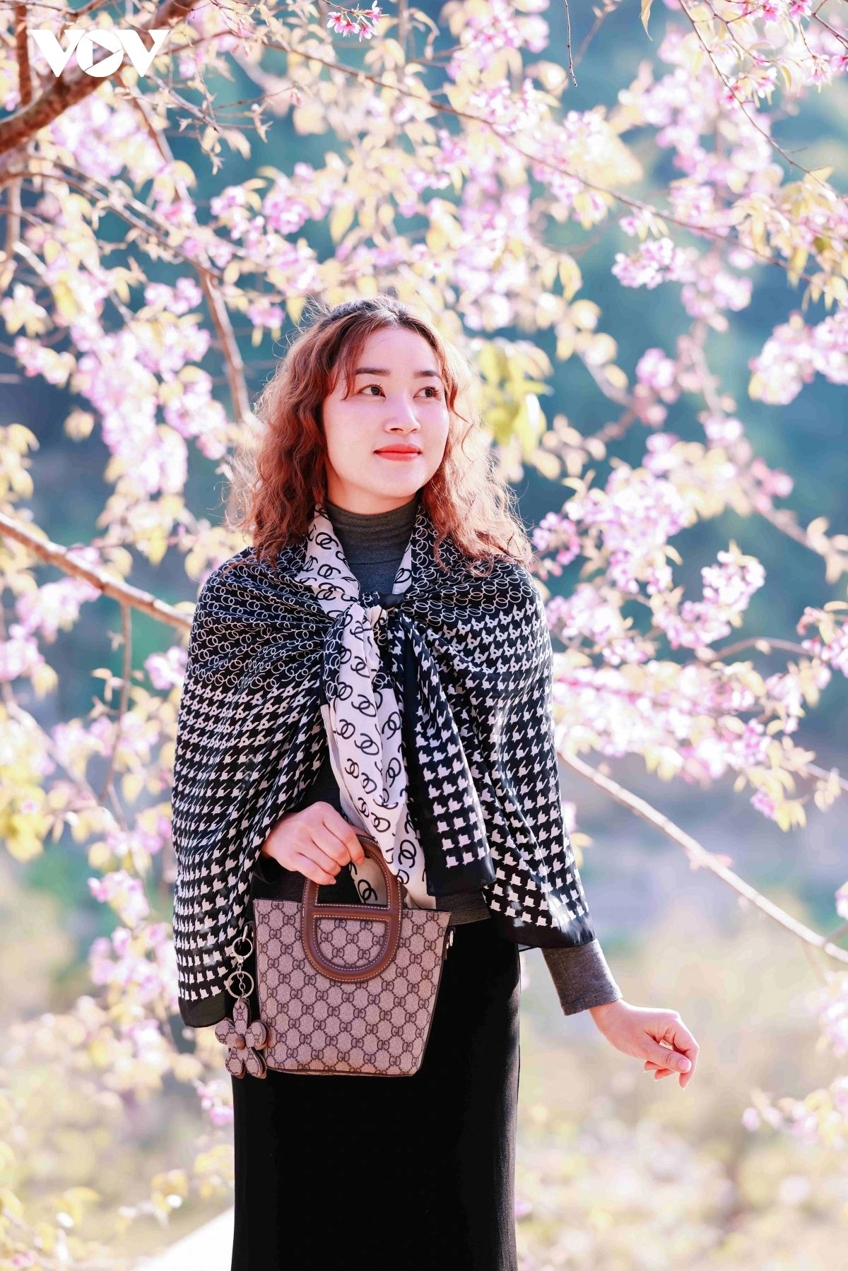 The pink blossoms stand out against clear blue skies, signalling the arrival of a new spring on the plateau.