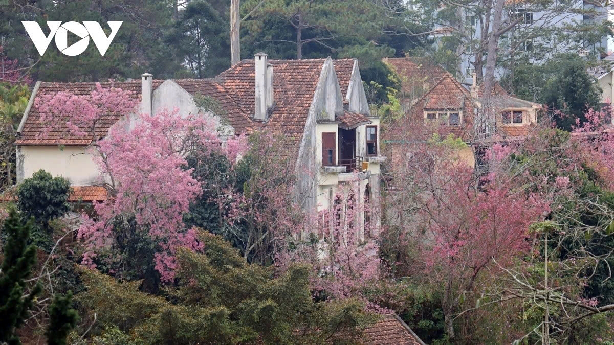 Cherry blossoms bloom among villas and homes with Da Lat’s distinctive architecture, highlighting the highland city’s tranquil and romantic charm.
