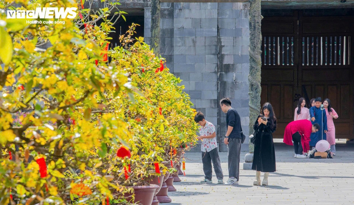 Pots of yellow apricot blossoms displayed in front of Thai Hoa Palace inside the Hue Imperial Citadel are in full bloom during the New Year holiday, drawing visitors eager to take photographs.