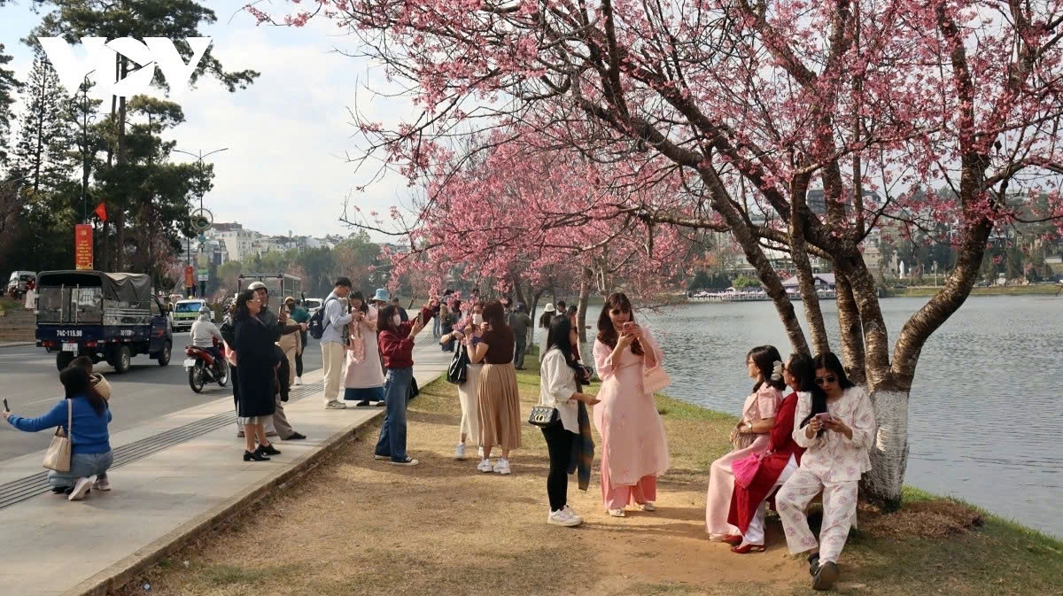 Visitors spend time taking photos and capturing spring moments beneath rows of cherry blossoms along Xuan Huong Lake.