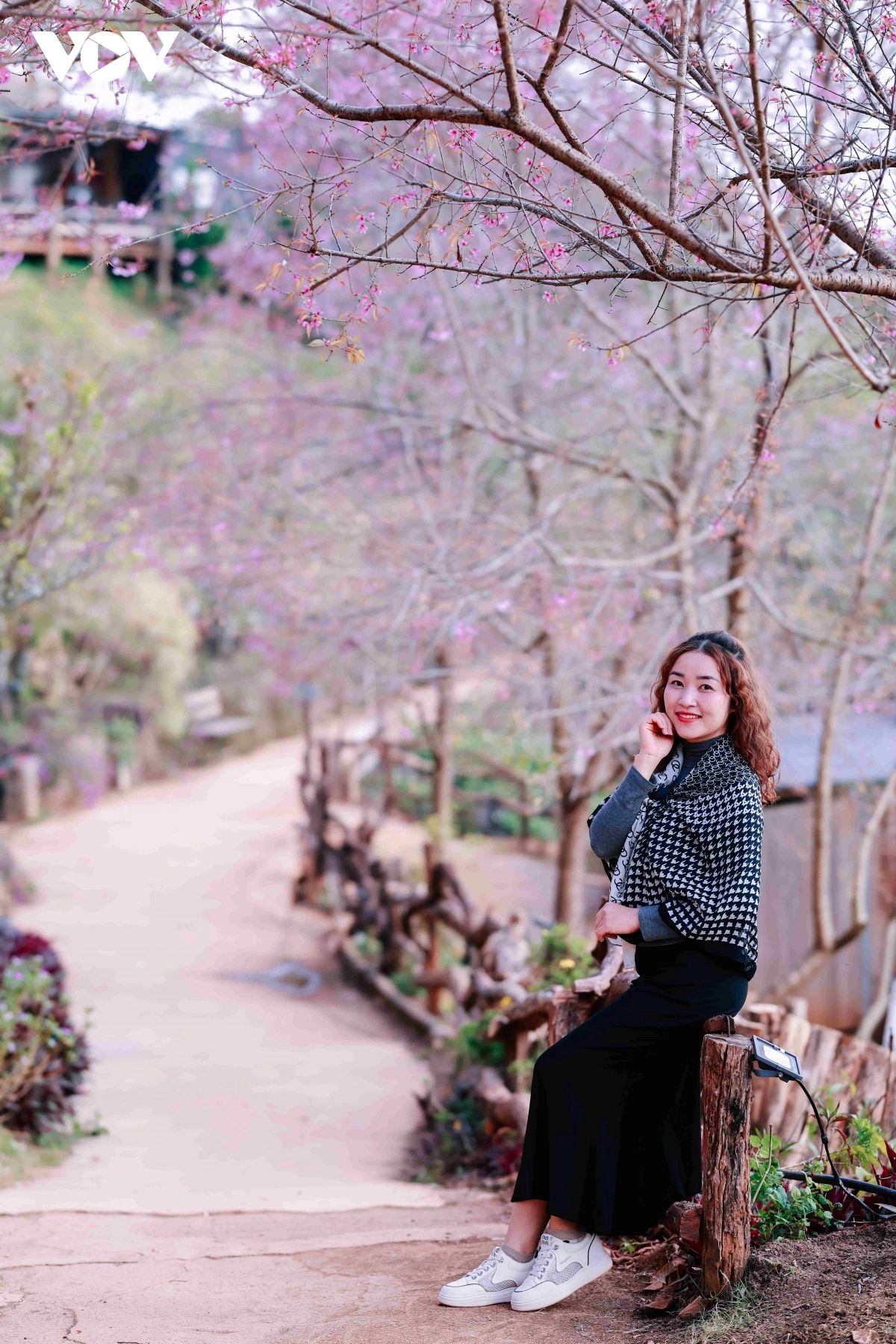 In full bloom, cherry blossoms have become a highlight attracting visitors to Moc Chau to enjoy the spring atmosphere.