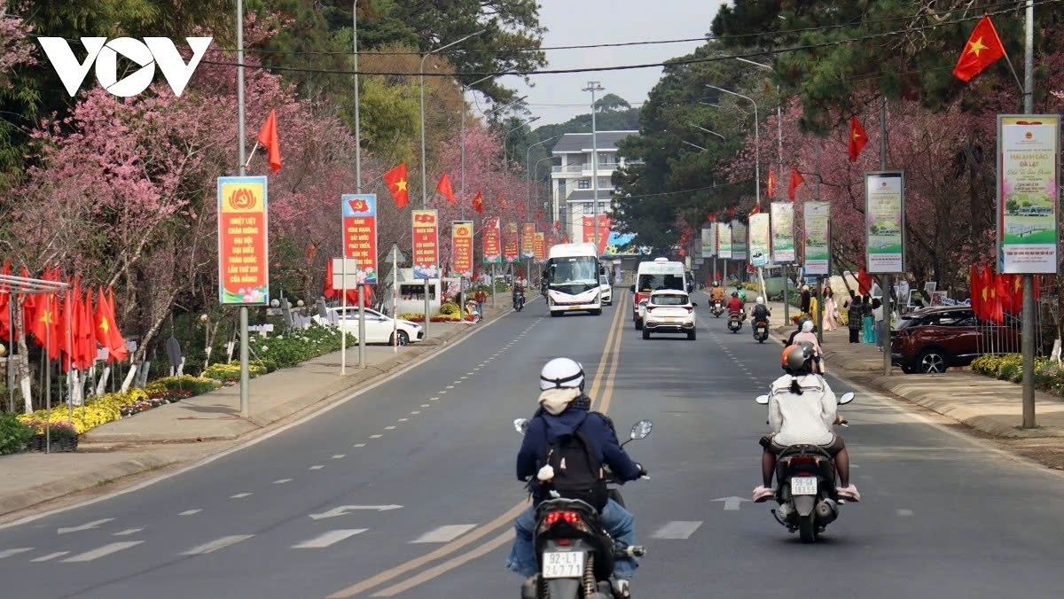Rows of pink cherry blossoms stretch along central streets, mingling with traffic and everyday life in Da Lat.