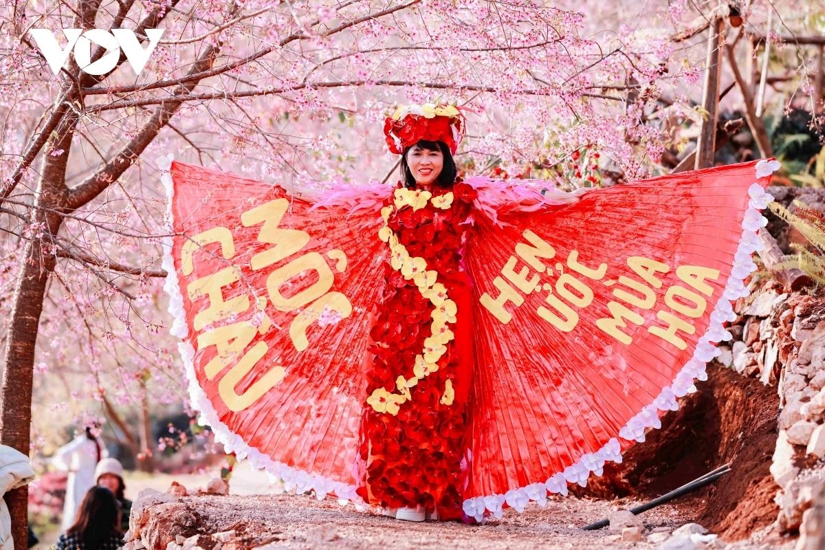 Visitors take time to capture memorable moments among the distinctive pink cherry blossoms of the highlands.