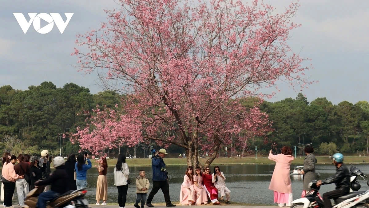A cherry blossom tree in full bloom by Xuan Huong Lake becomes a popular check-in spot for visitors in early spring.