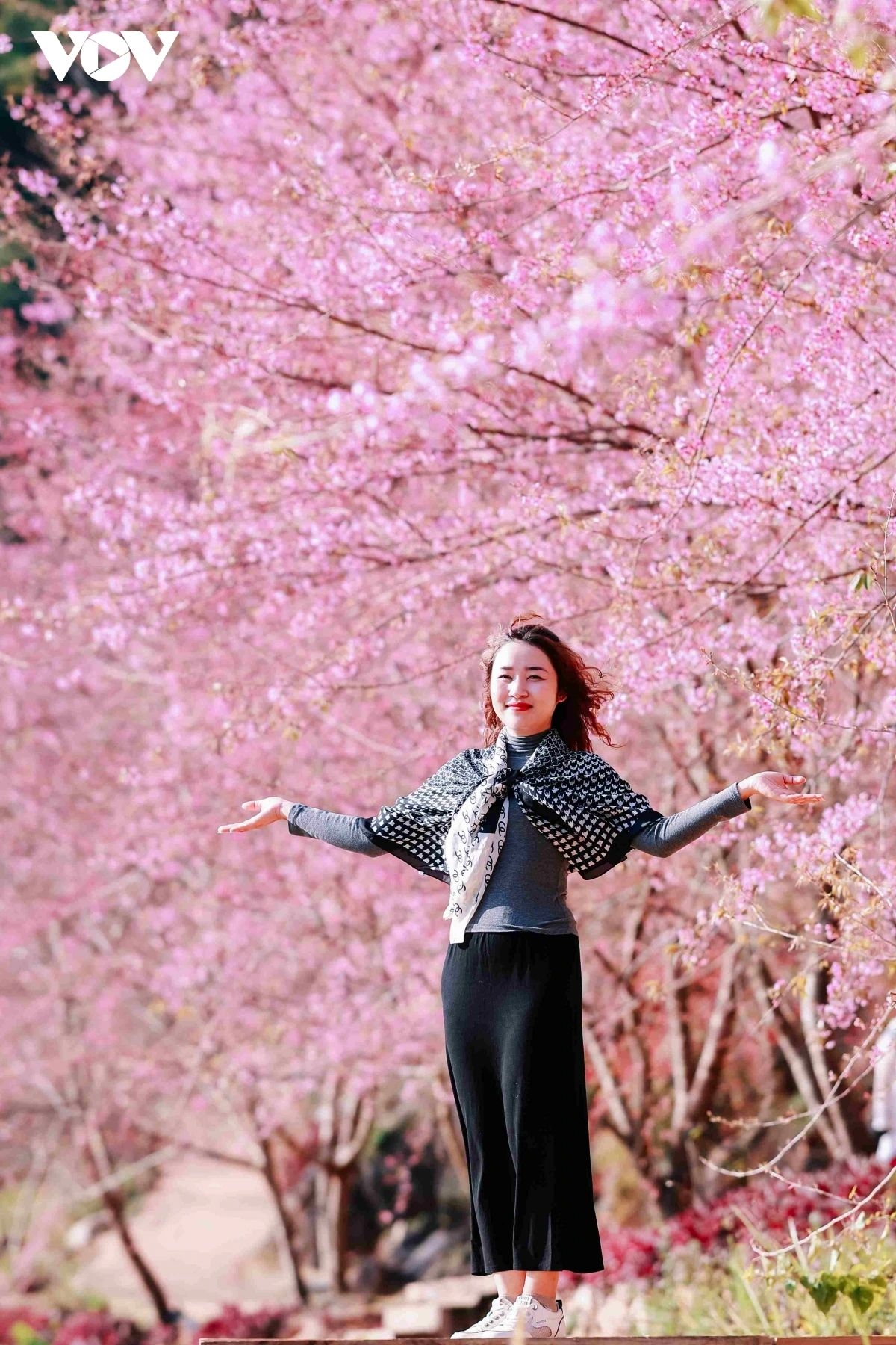 A festive spring atmosphere spreads as roads and tourist sites are filled with cherry blossoms.