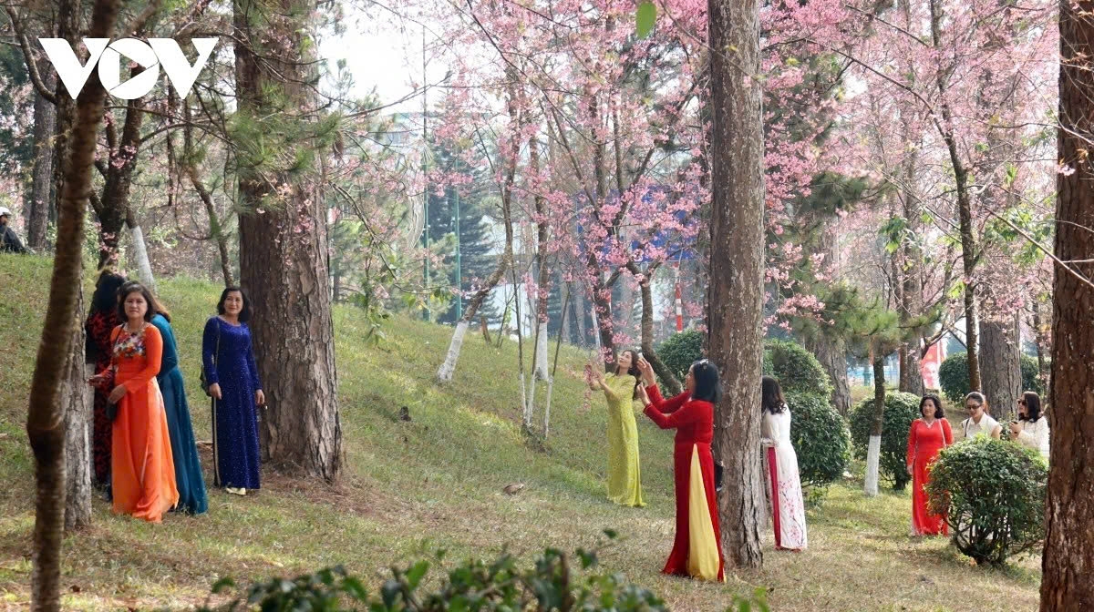 Local residents and visitors stop at a roadside public park to admire cherry blossoms in the highland’s mild weather.