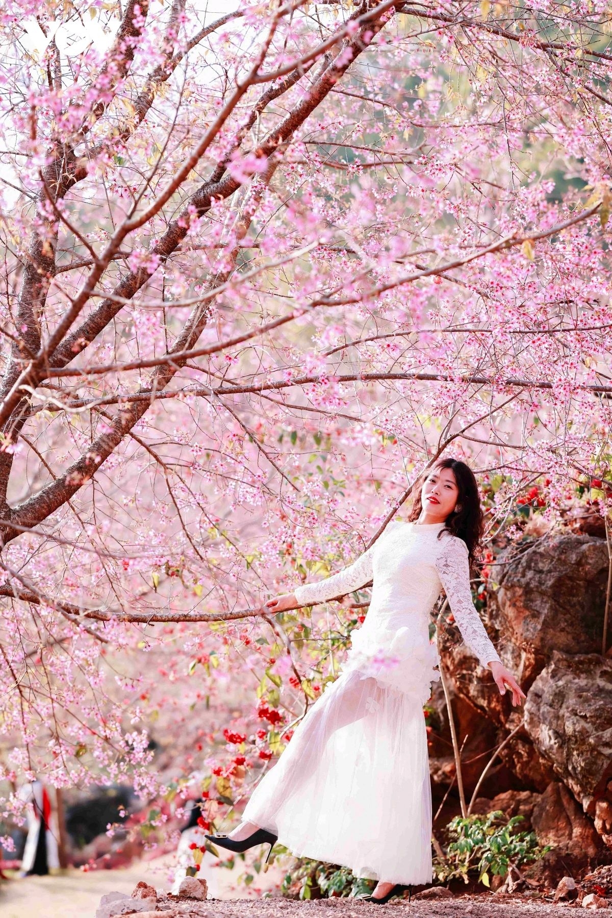 Cherry blossoms burst into bloom simultaneously, creating a fresh and vibrant spring scene.