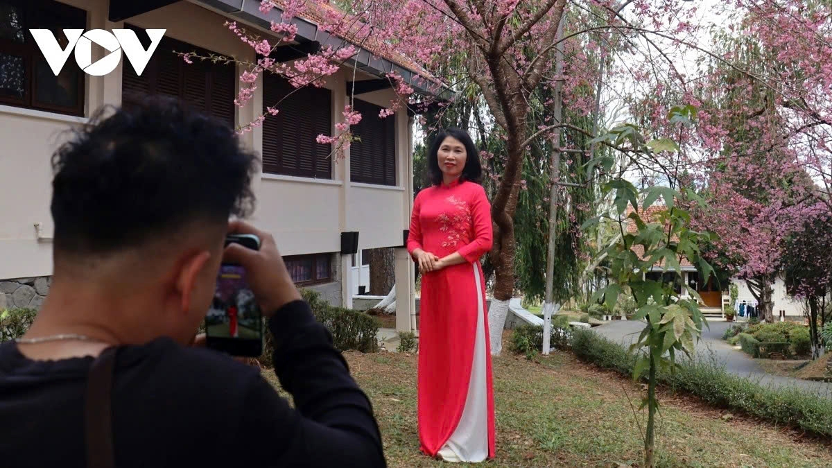 Cherry blossoms bloom on the grounds of a local institution as a female visitor in a traditional Áo dài (long dress) poses for photos, creating a blend of nature and cultural beauty.