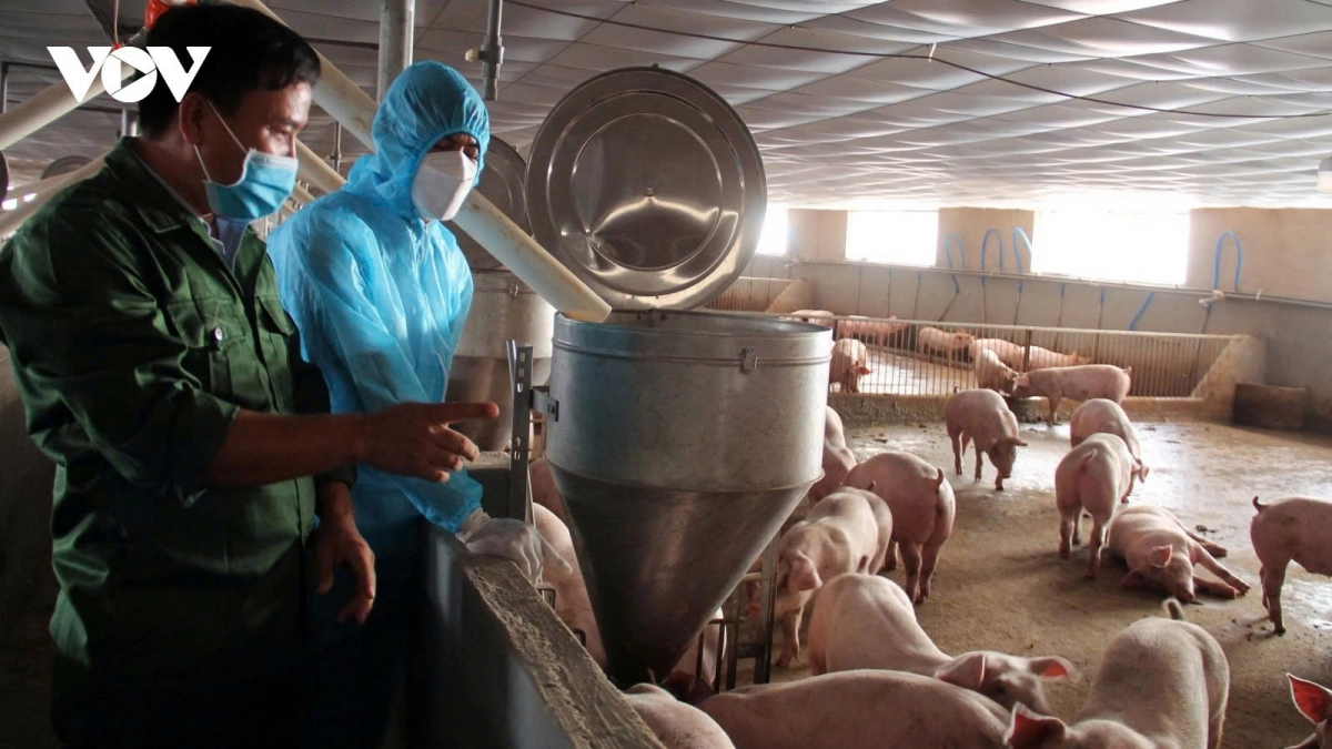 Localities are required to roll out a mass vaccination campaign to curb the growing risk of disease transmission among livestock