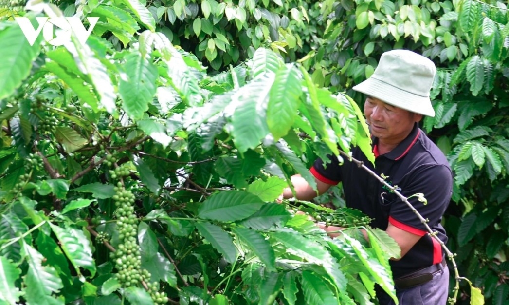 Coffee export revenue top US$1 billion in January, as rising global supply signals potential price headwinds ahead