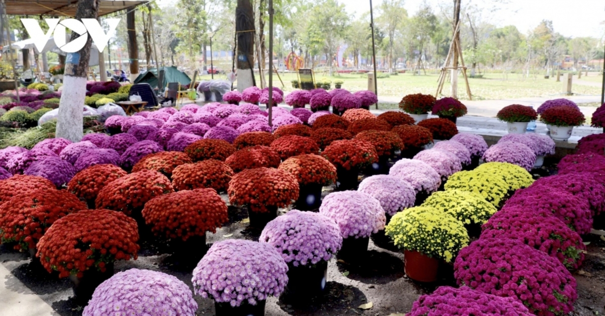 Korean pompon chrysanthemums draw strong interest from buyers, with the variety seeing brisk sales this year thanks to its range of novel colours.