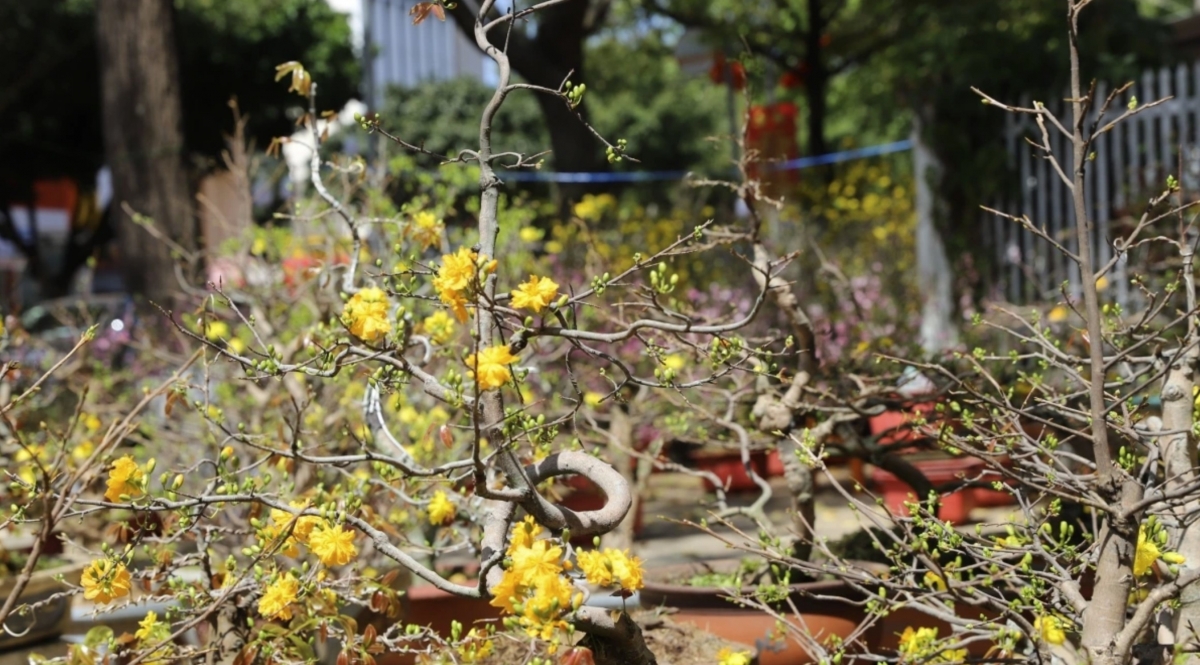 Yellow apricot blossoms are in full bloom along several streets of the flower market.